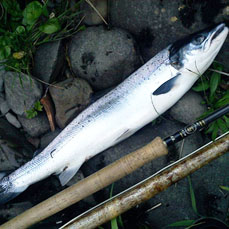 Salmon